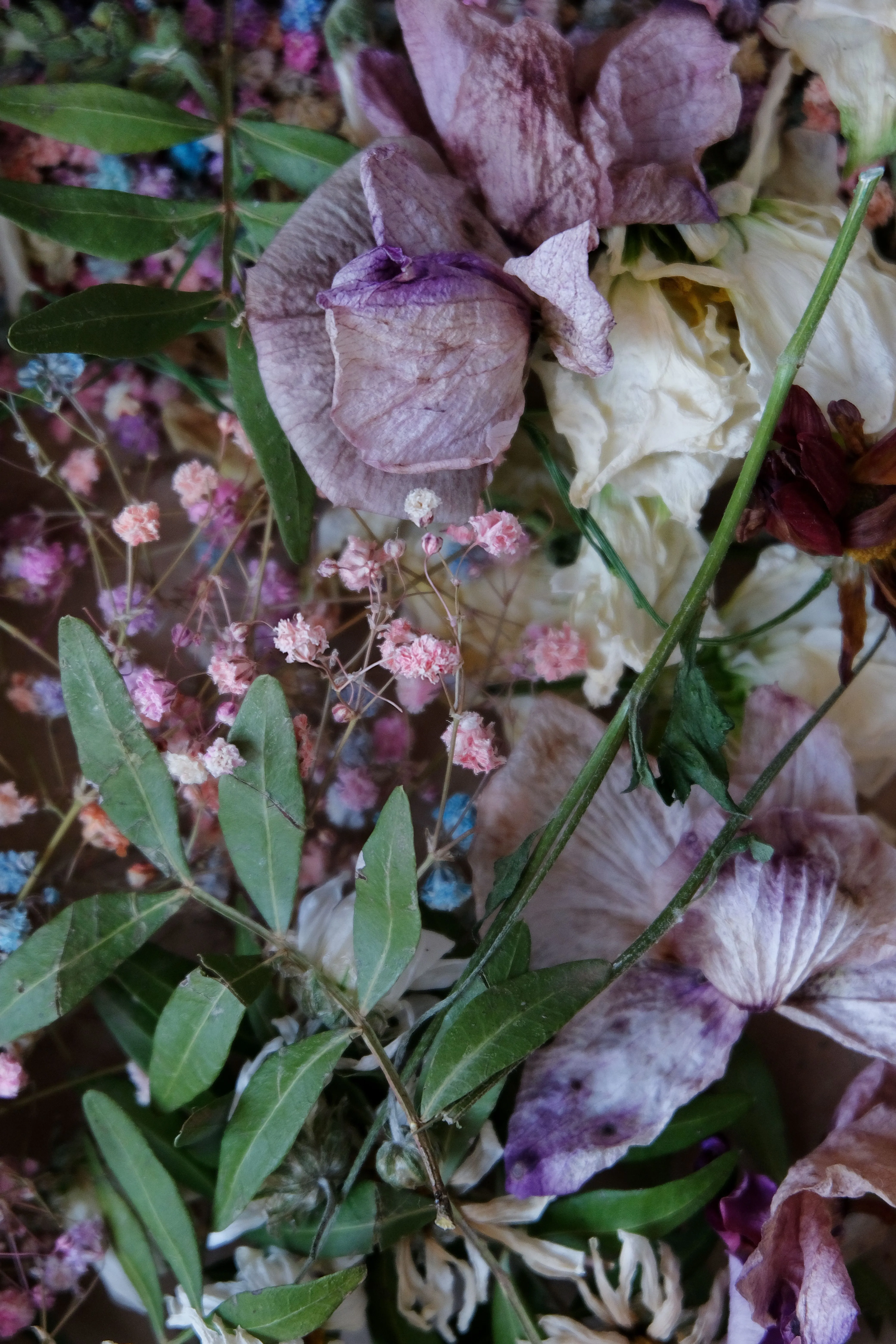 Botanische Collage