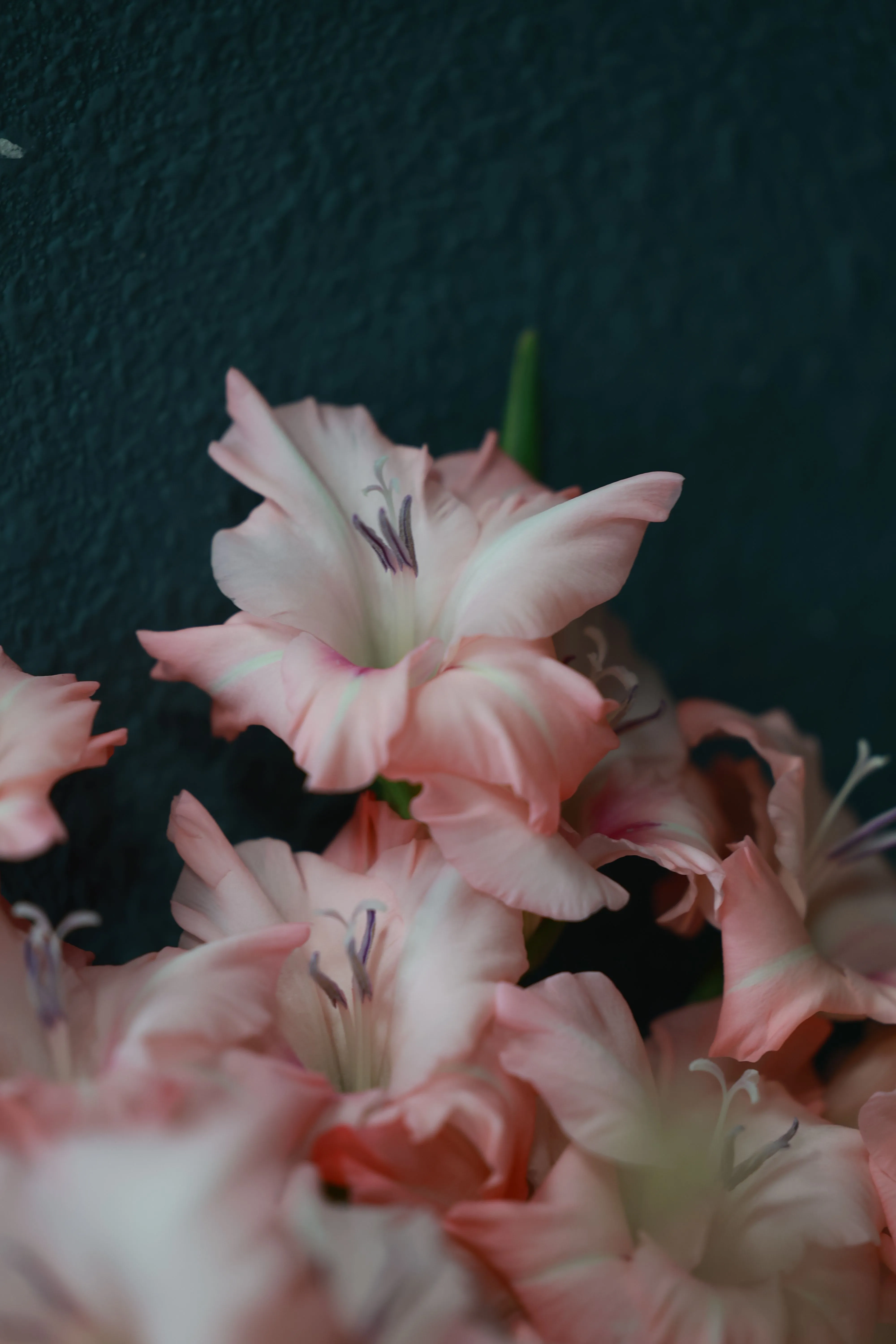 Haltbarkeitsgarantie Blumen