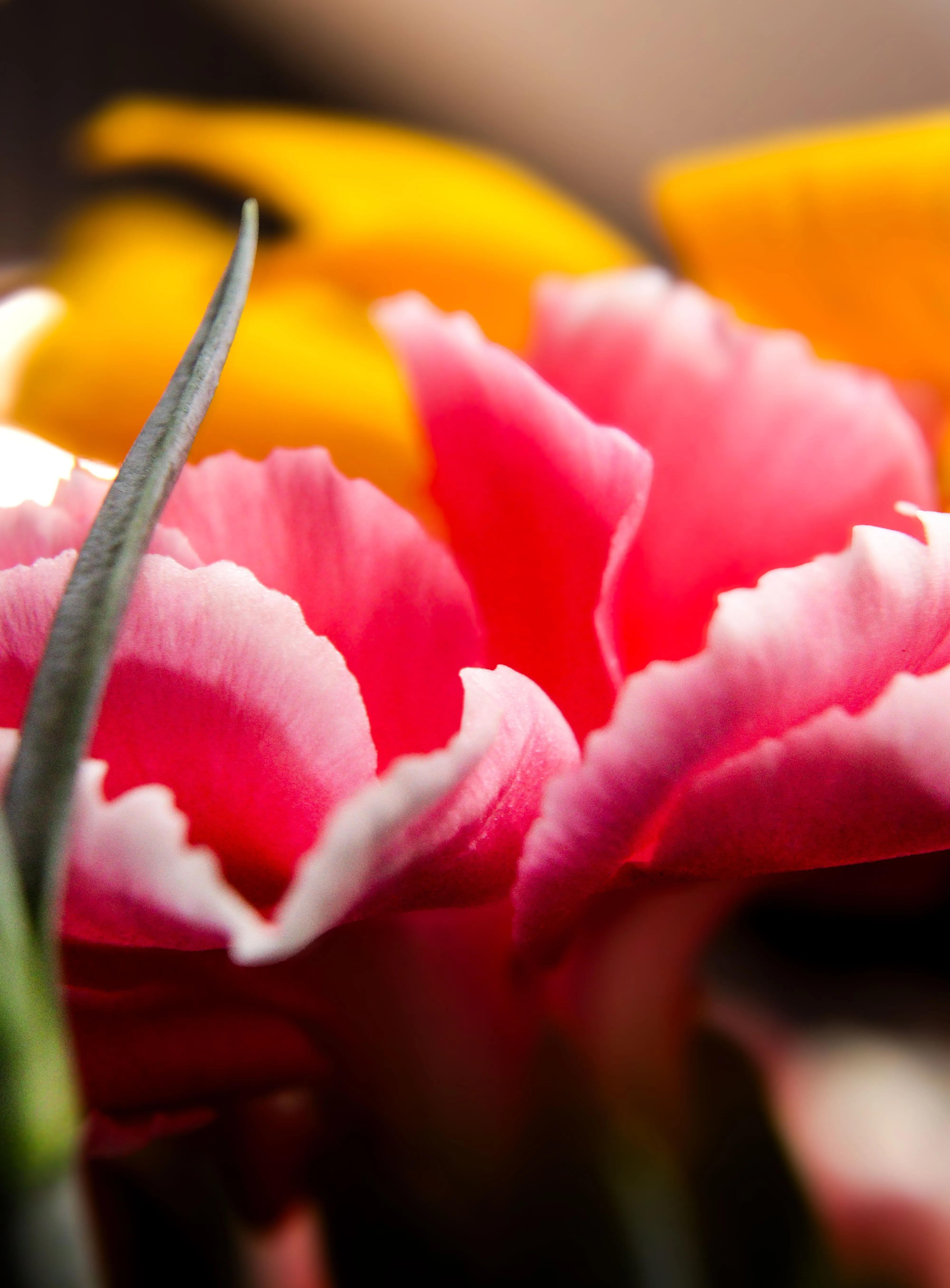 Botanische Farblehre
