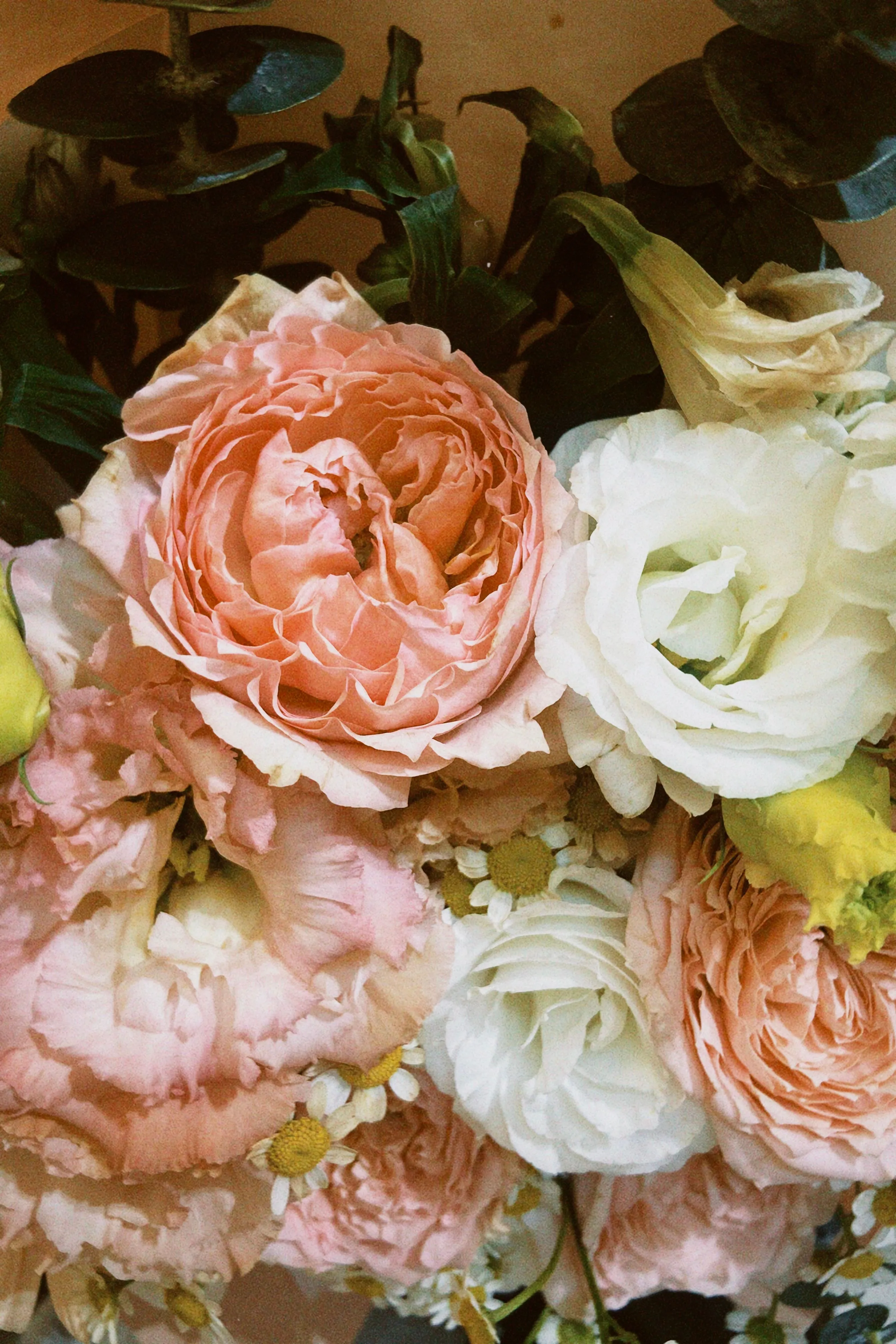 White Rose Collection