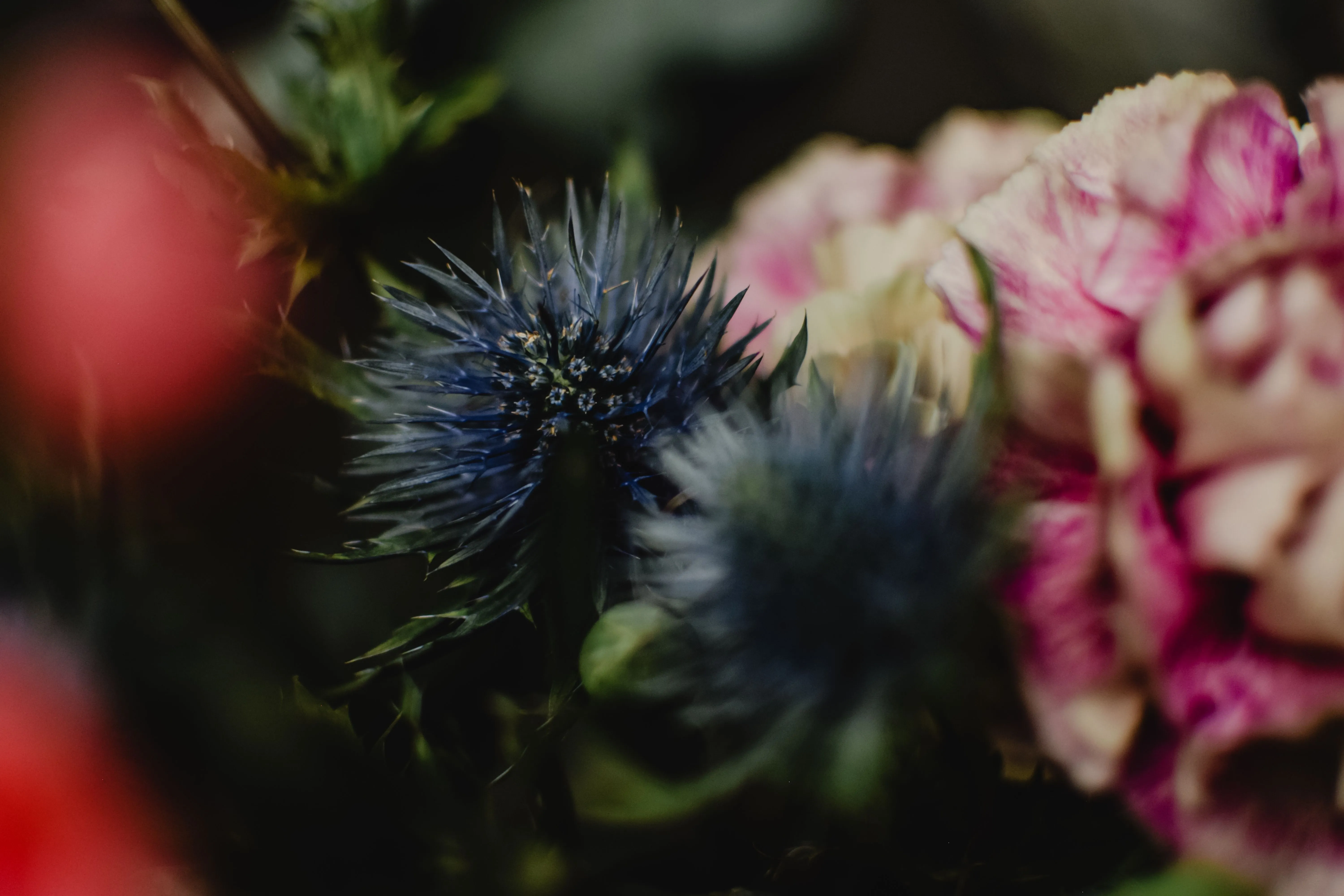 Eryngium Bouquet