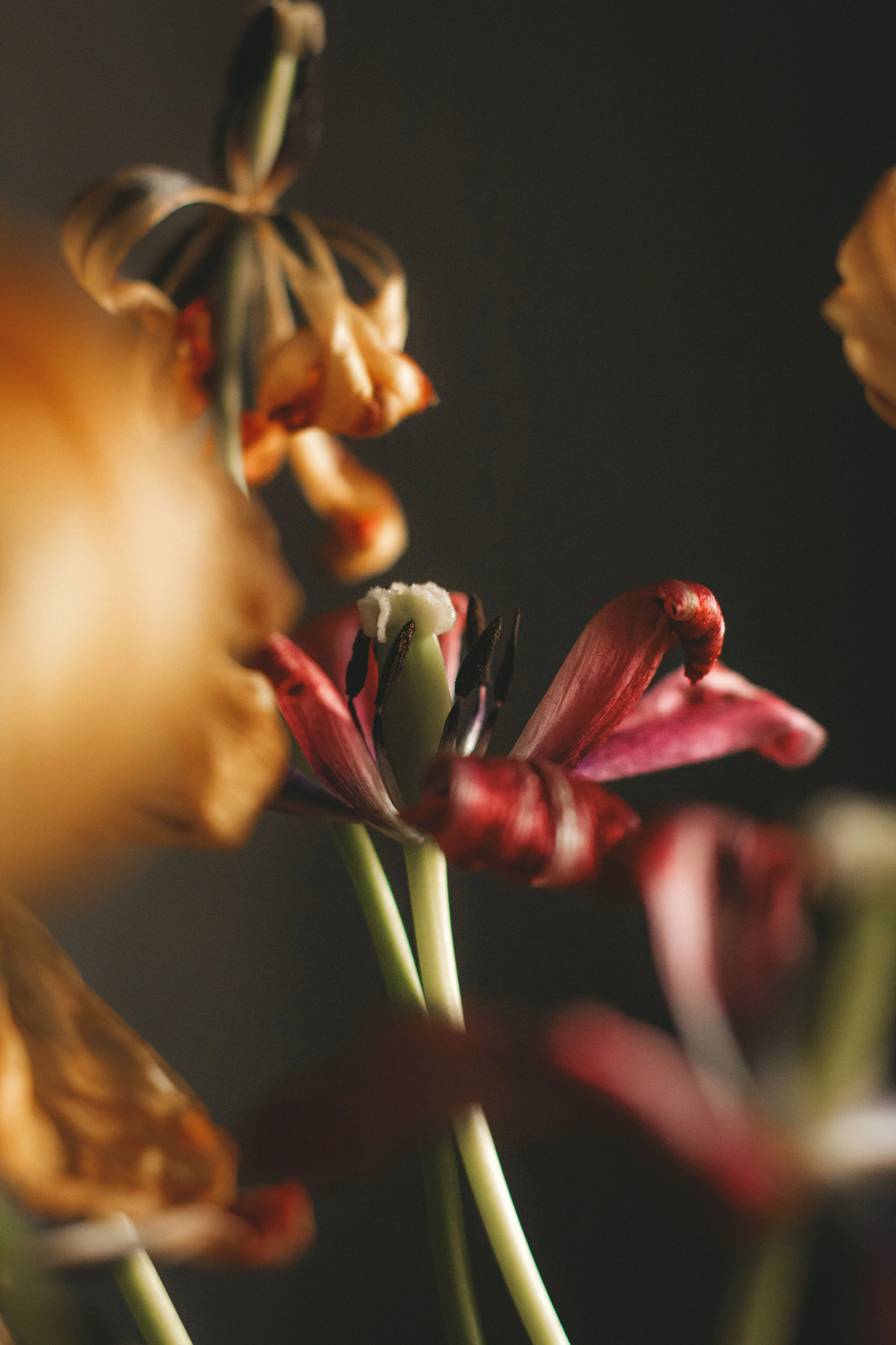 Seltene Orpiment-Orchideen