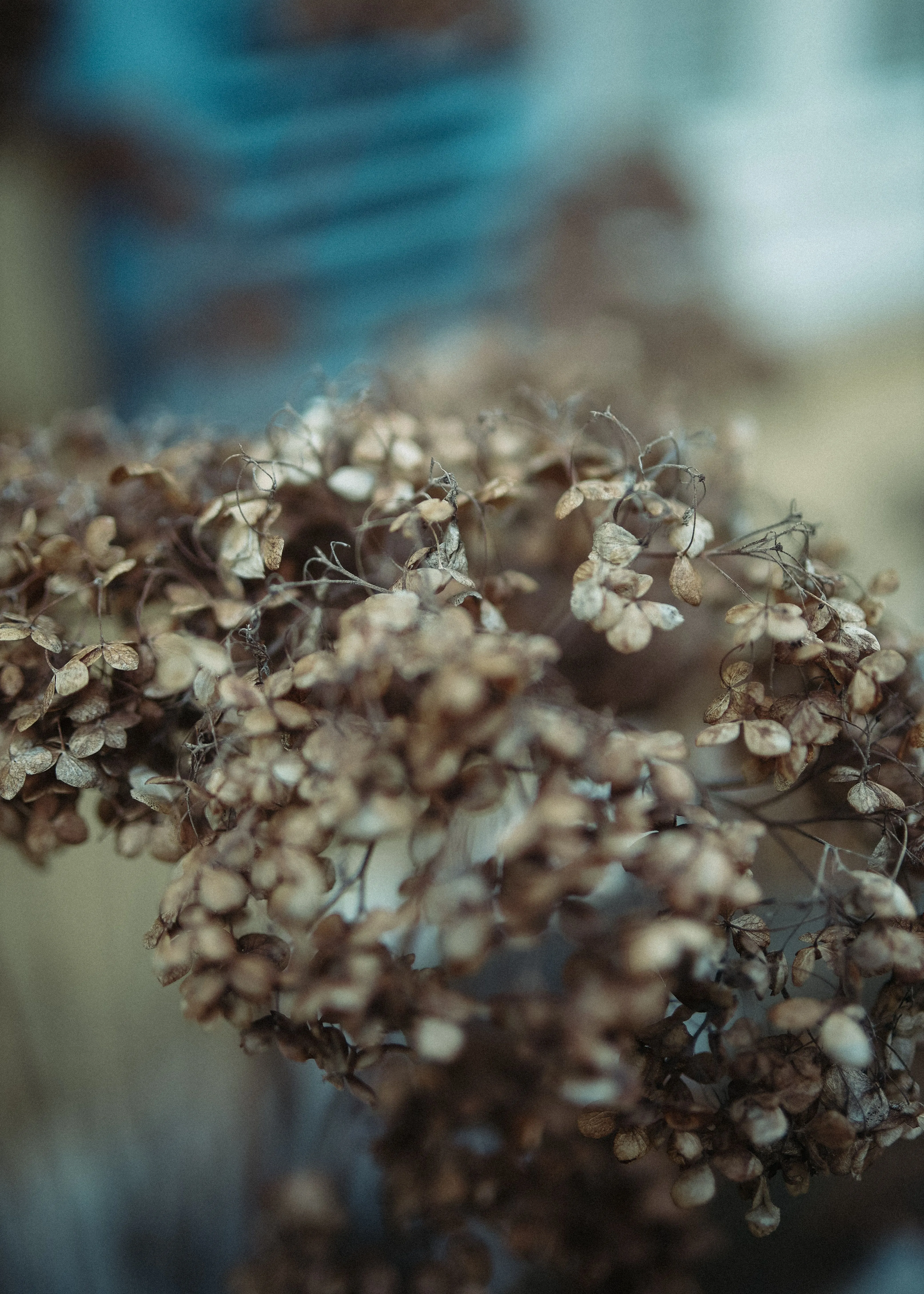 Hydrangea Trockenblumen
