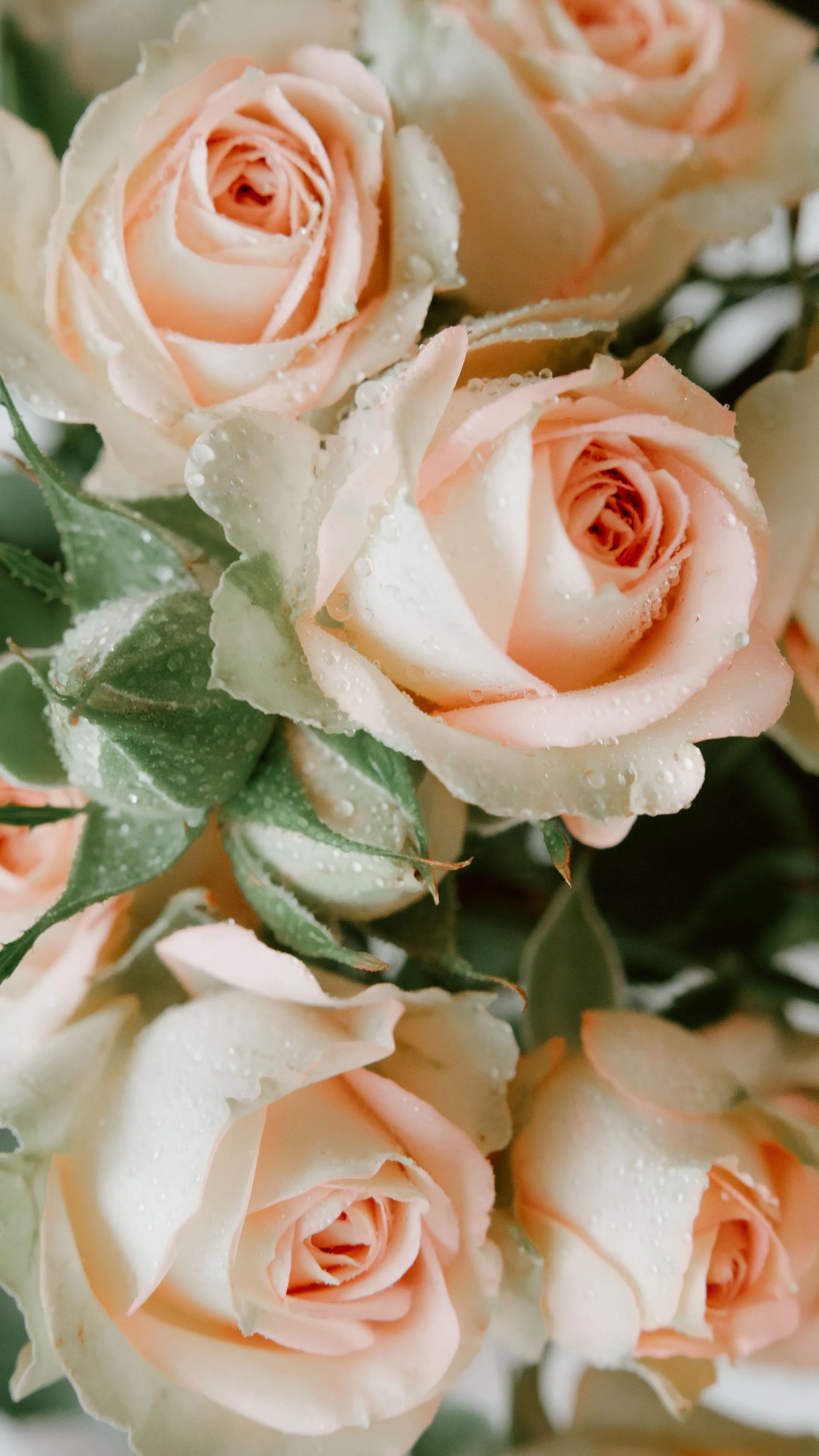 Makroaufnahme Tautropfen Rose